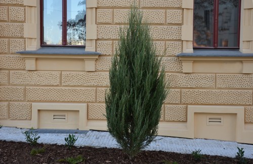 Можжевельник Блю Эрроу (Blue Arrow): посадка и уход