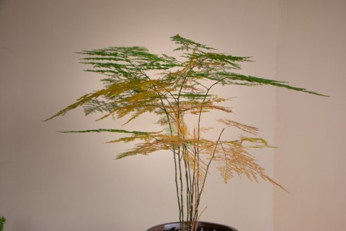 Что делать, если аспарагус желтеет и осыпается