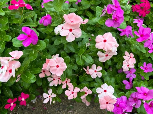 Когда сажать семена катарантуса на рассаду и как ухаживать за растениями