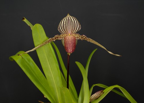 Цветок венерин башмачок: уход в домашних условиях