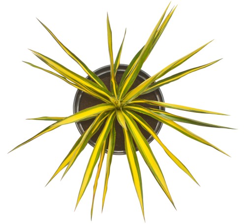 Почему у юкки желтеют и сохнут листья: 5 ошибок цветоводов