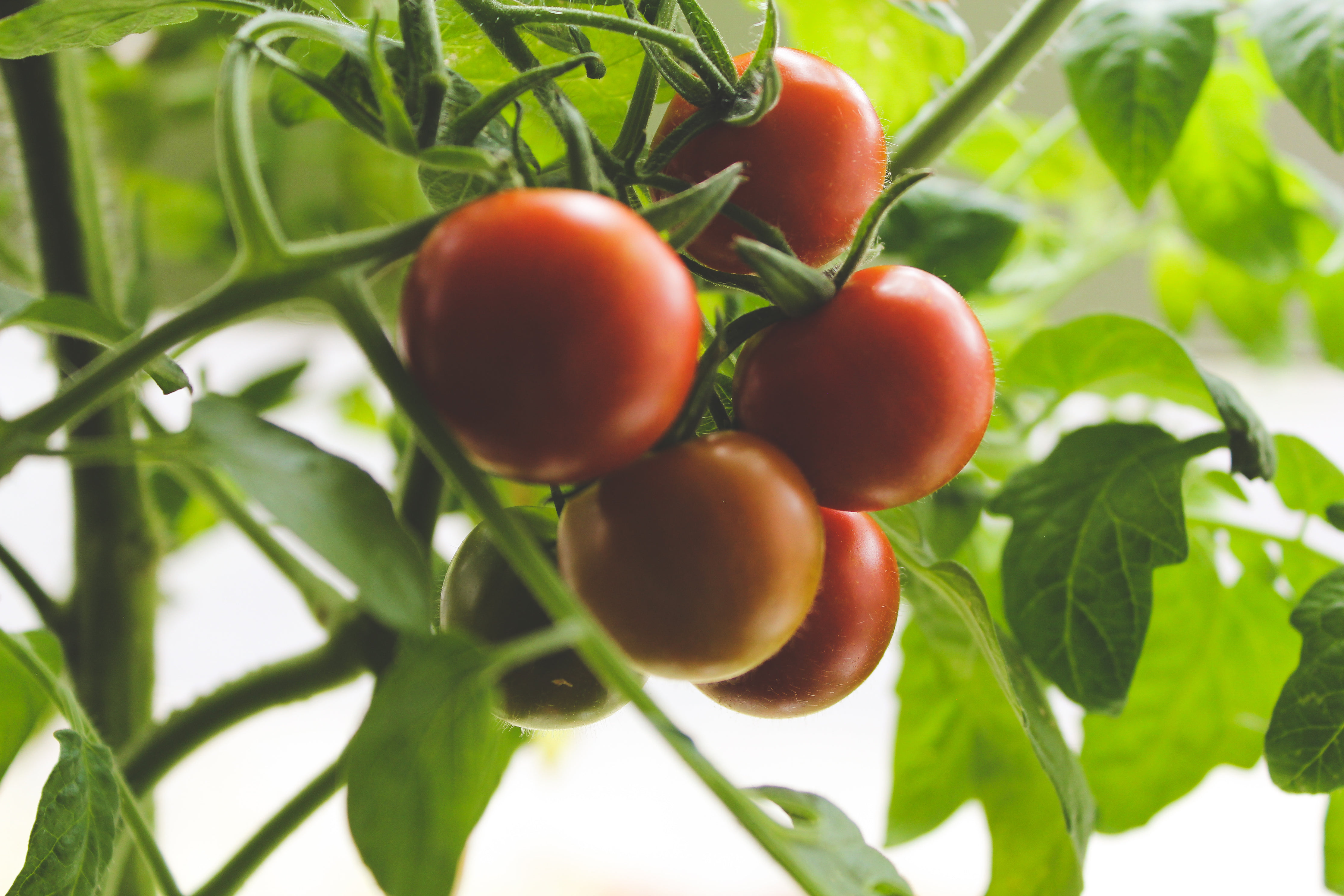 Популярные сорта помидоров: описание и сравнение