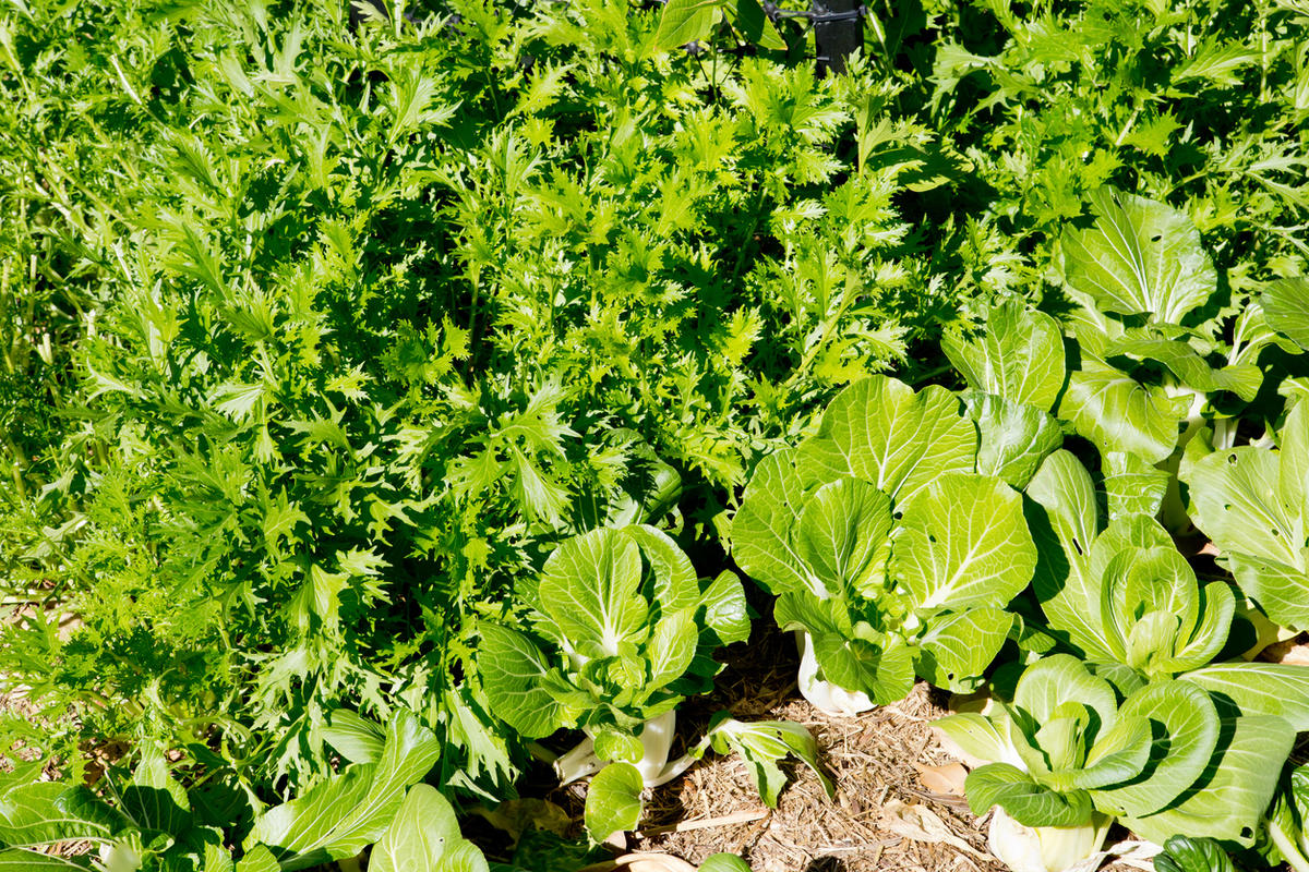 Zelí z Asie: jak pěstovat japonské zelí mizuna a čínské pak choi
