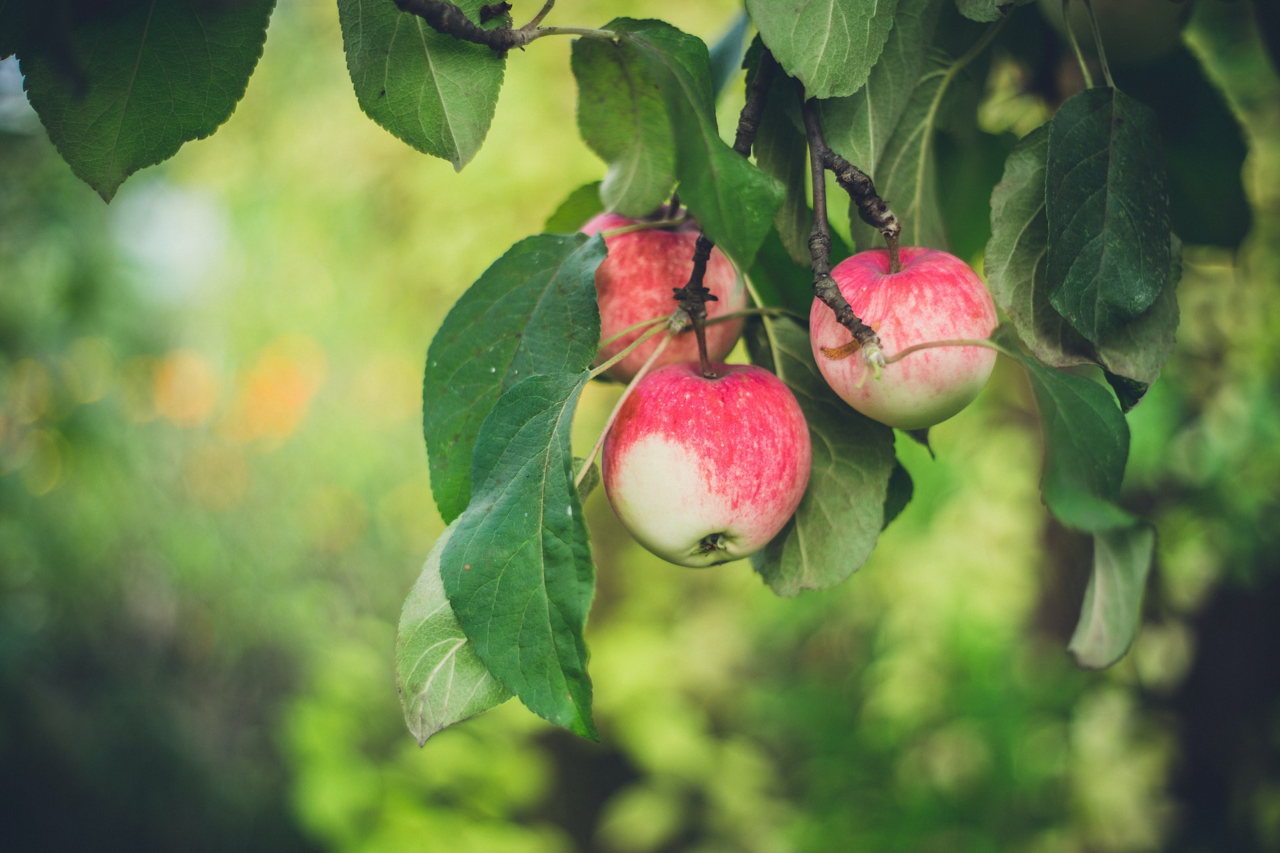 Самые вкусные и неприхотливые 12 сортов яблони