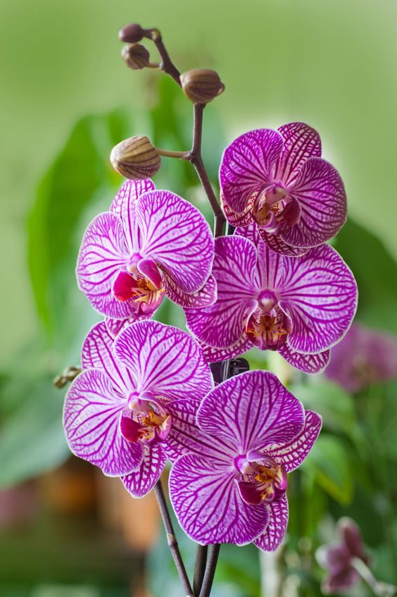 7 советов по основам ухода за орхидеями для новичка